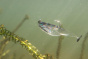 Резиновая приманка Челт 50 Черная спина